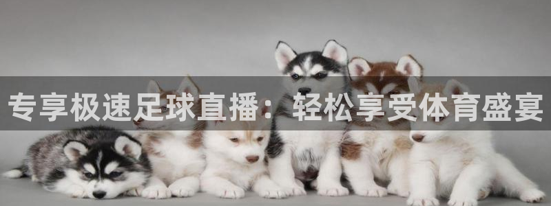 专享极速足球直播：轻松享受体育盛宴