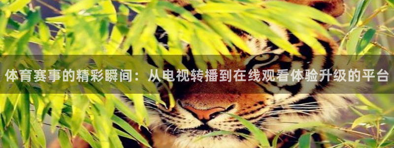 体育赛事的精彩瞬间：从电视转播到在线观看体验升级的平台