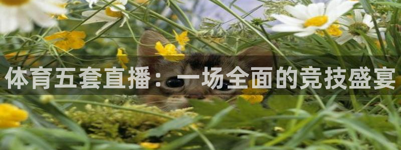 体育五套直播：一场全面的竞技盛宴